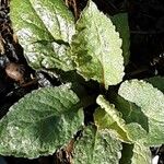 Verbascum phoeniceum Leaf