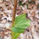 Digitalis lutea Blatt