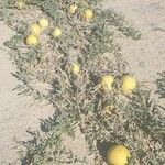 Citrullus colocynthis Fruto