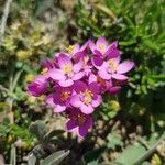 Centaurium littorale Flor
