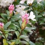 Rhododendron ponticum आदत