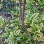 Rhododendron calendulaceum Ekosanga