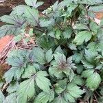 Artemisia lactiflora Blad