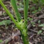 Carex intumescens Kukka