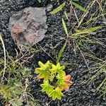 Alchemilla monticola Foglia