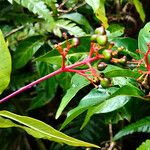 Palicourea crocea Λουλούδι