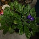 Saintpaulia ionantha Hoja
