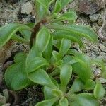 Aichryson dumosum Habit
