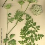 Katapsuxis silaifolia Mosusu