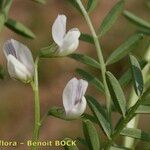 Vicia ervilia ശീലം