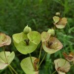 Euphorbia amygdaloides Gyümölcs