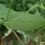 Desmodium tortuosum Blatt