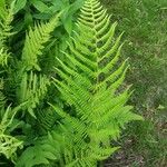 Athyrium filix-feminaLeht