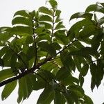 Trattinnickia rhoifolia Leaf