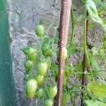 Lycopersicon esculentum Fruit