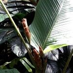 Calathea lutea Flower