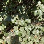 Prunus ilicifolia ഇല