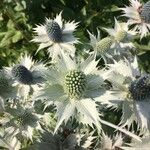 Eryngium giganteum Frucht