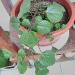 Plectranthus parviflorus Blad