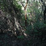 Arbutus menziesii Habit