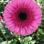 Gerbera jamesonii花