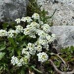Hornungia alpina موطن