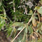 Helianthemum squamatum Hoja