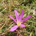 Colchicum montanumFlower