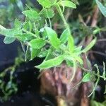 Lythrum salicaria Foglia