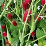 Raphanus raphanistrum Fruit