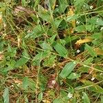 Persicaria sagittata Leaf