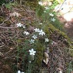 Arenaria hispida Květ