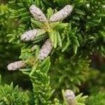 Cryptomeria japonicaKvět