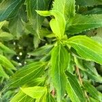 Forsythia viridissima Leaf