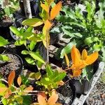 Citharexylum caudatum Blad