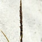 Carex cercostachys Fruit