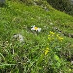 Leucanthemopsis alpina موطن