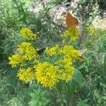 Sisymbrium strictissimum Blomst