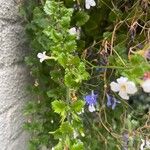 Bacopa repens Feuille