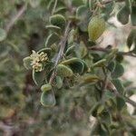 Nitraria retusa Flower