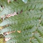 Dryopteris filix-masΦύλλο