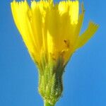 Hieracium inuloides Květ