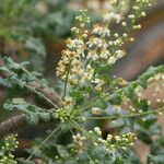 Boswellia sacra Blomma