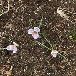 CrocusBlüte