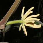 Cecropia peltata Flor