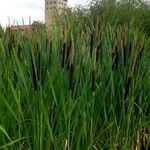 Typha angustifolia 果實