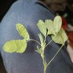 Medicago rigidula Leaf