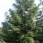 Araucaria bidwillii Habitus