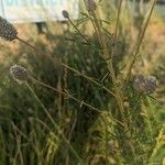 Dalea purpurea Corteza