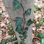 Hedera helix Blad